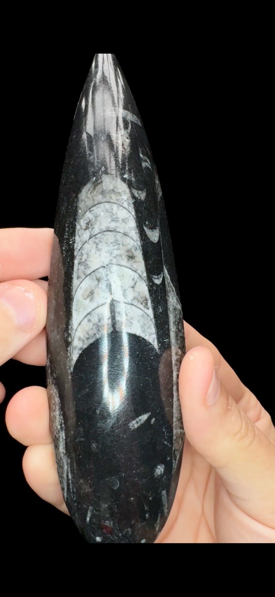 0671- Sinocreas Fossil 450 Million Years Old