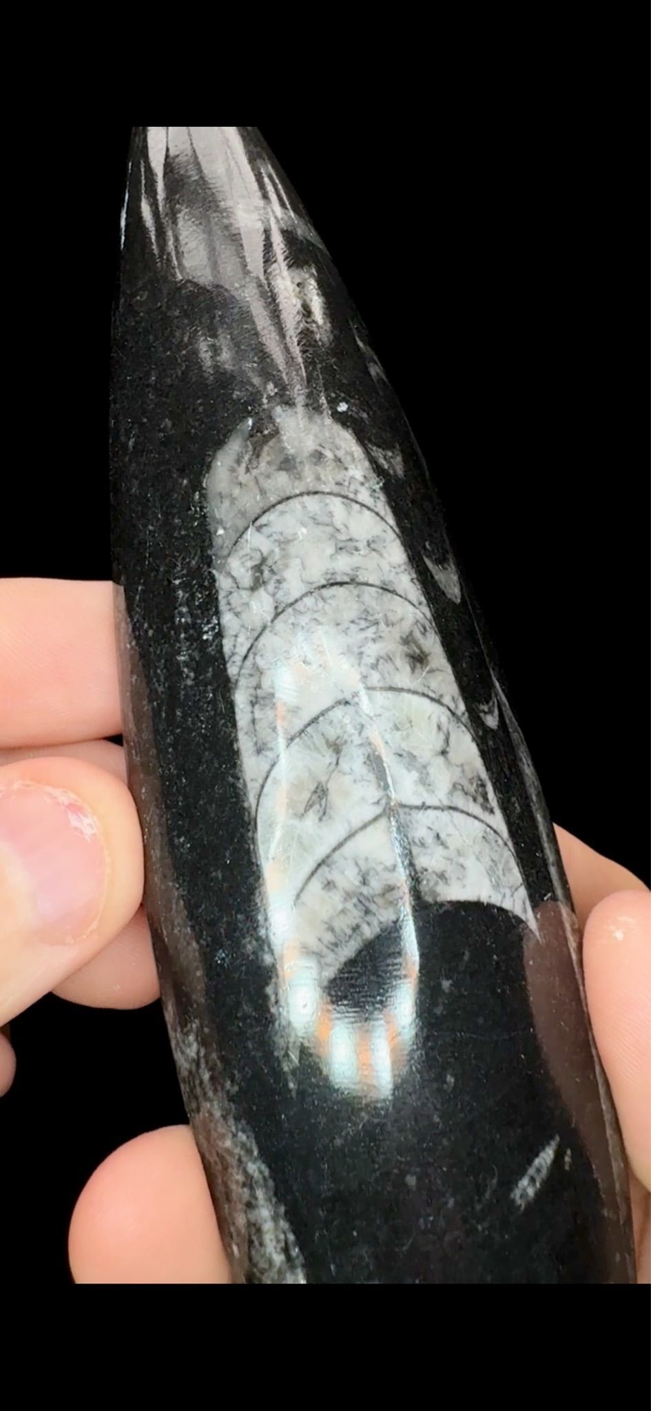 0671- Sinocreas Fossil 450 Million Years Old