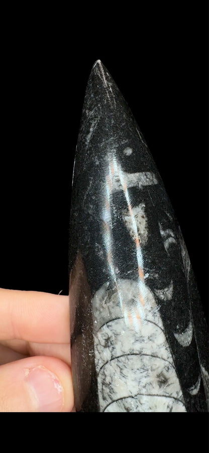 0671- Sinocreas Fossil 450 Million Years Old