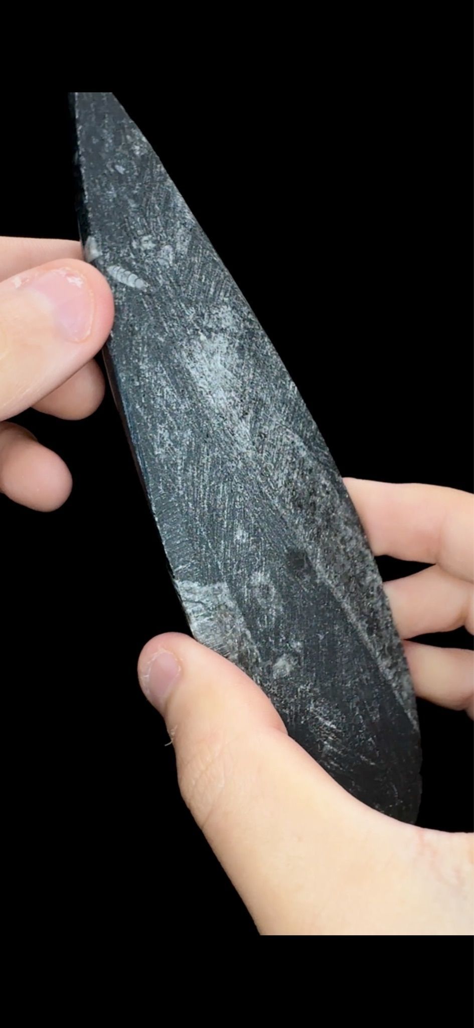 0671- Sinocreas Fossil 450 Million Years Old