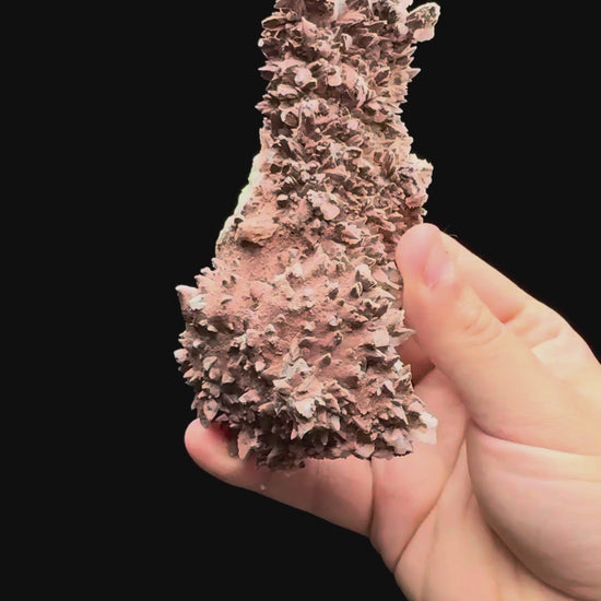 Specimen rotation video 511
