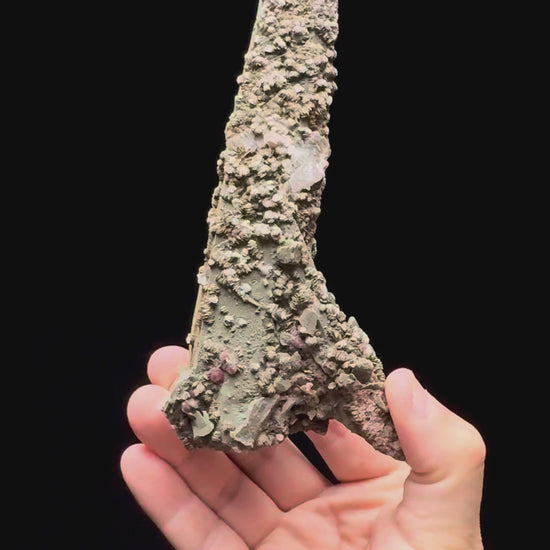 Specimen rotation video 589