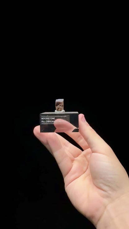 Specimen rotation video 0584