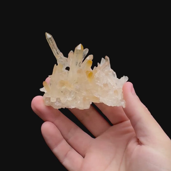 Specimen rotation video 0468