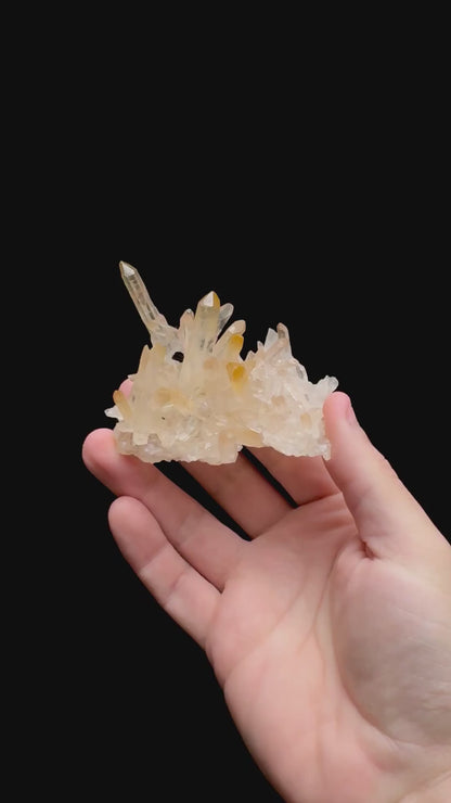 Specimen rotation video 0468