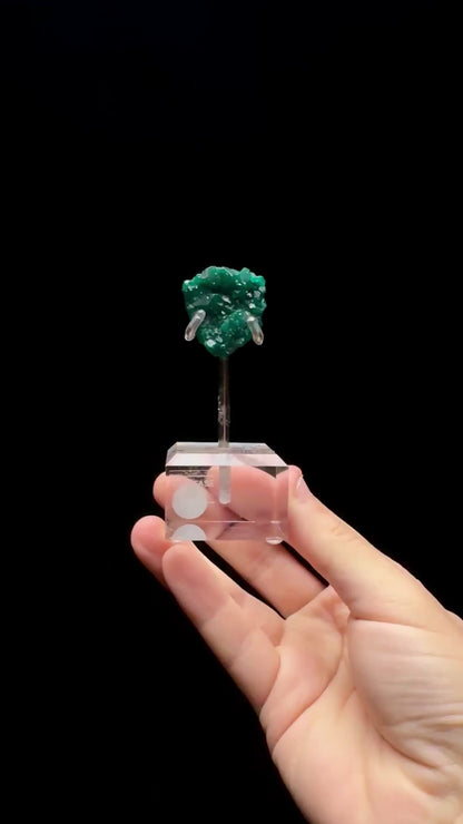 Specimen rotation video 0652