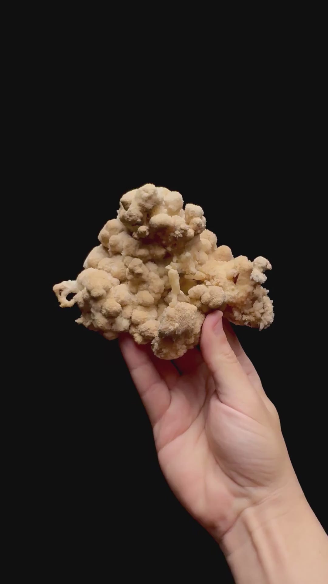 Specimen rotation video 0478