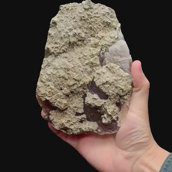 Specimen rotation video 229