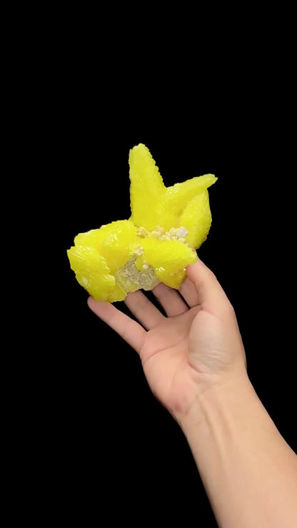 Specimen rotation video 0646